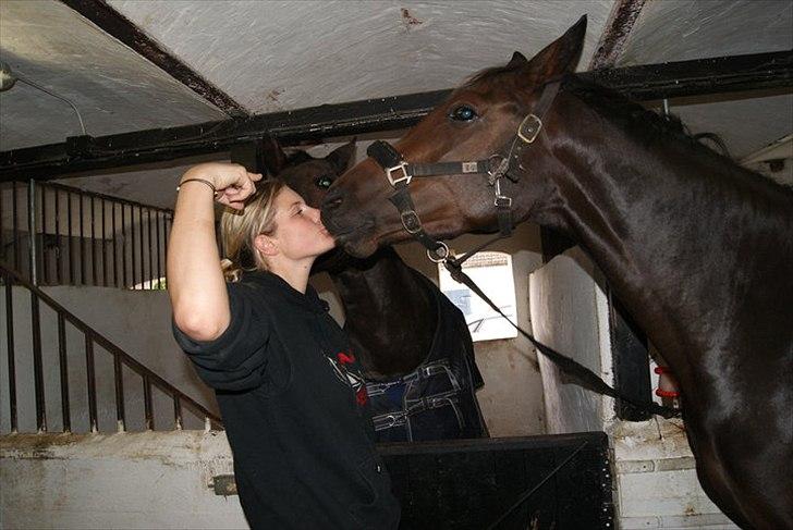 Trakehner Miss Marple - "Myss" billede 12