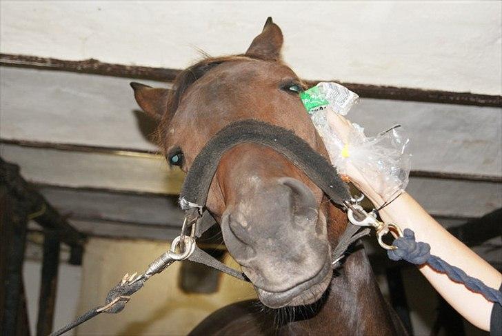 Trakehner Miss Marple - Eeelsker at blive nusset, også selvom det er med en pose:-) billede 13