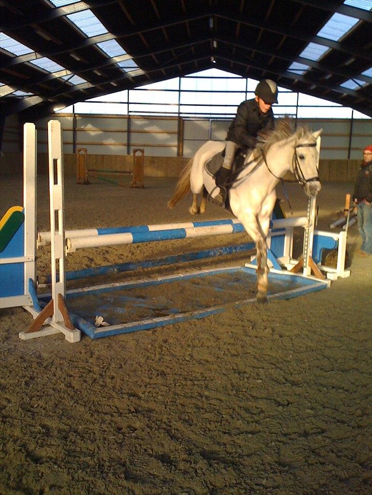 Anden særlig race Silverdream  billede 17