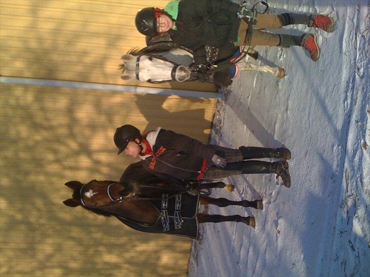 Anden særlig race Silverdream  billede 18