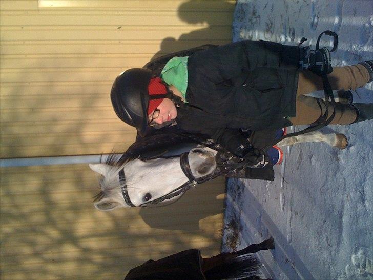 Anden særlig race Silverdream  billede 19