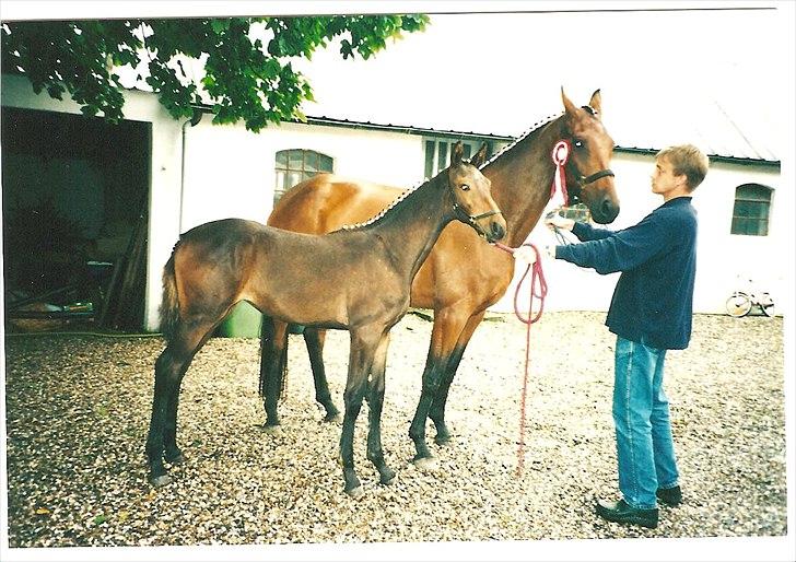 Dansk Varmblod STEDETS ROSITTA RDH - Her er føllet Stedets Rositta 2002 billede 1