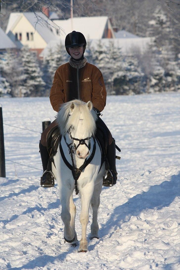 Welsh Mountain (sec A) Søndergårds Emil(solgt) billede 6