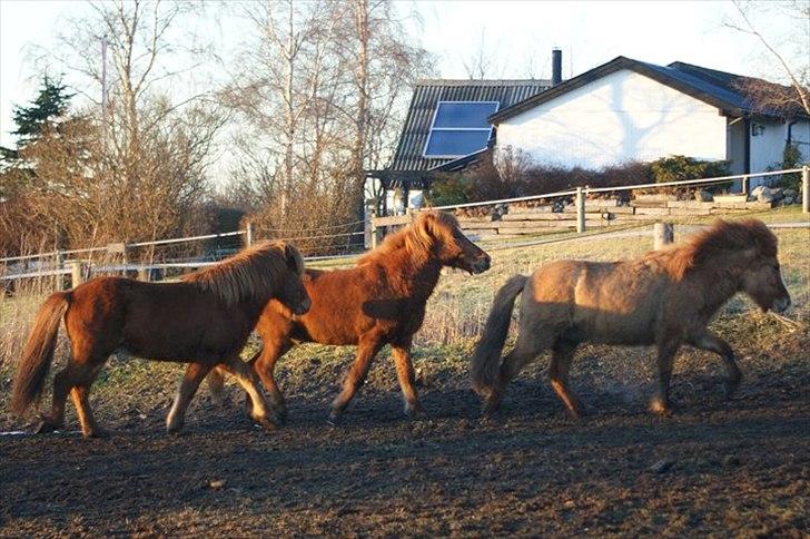 Islænder Gylfi fra økobo billede 4