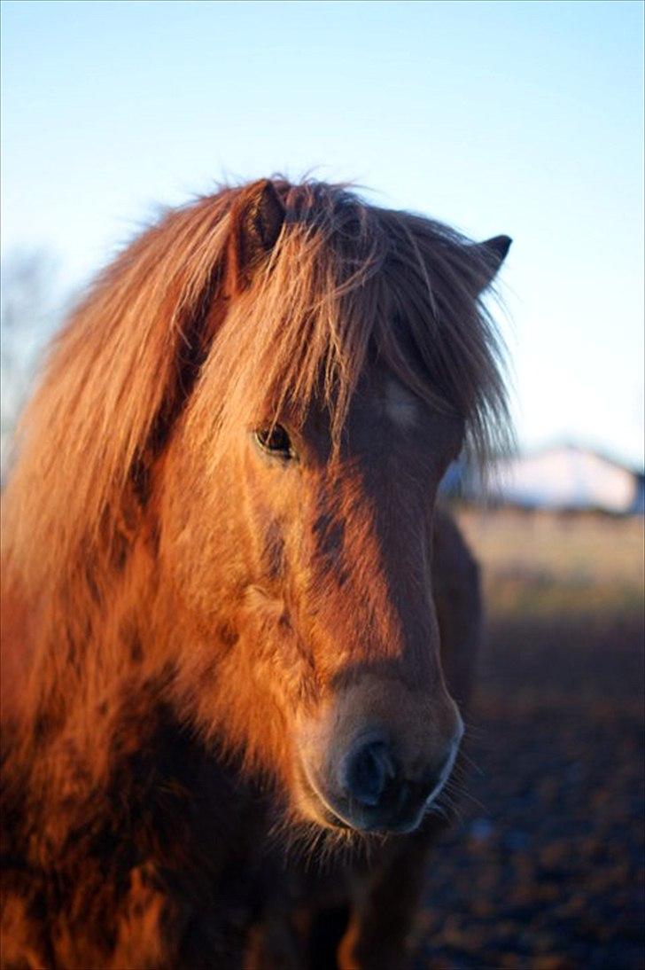 Islænder Gylfi fra økobo billede 5
