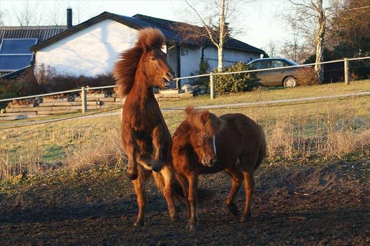 Islænder Gylfi fra økobo billede 6
