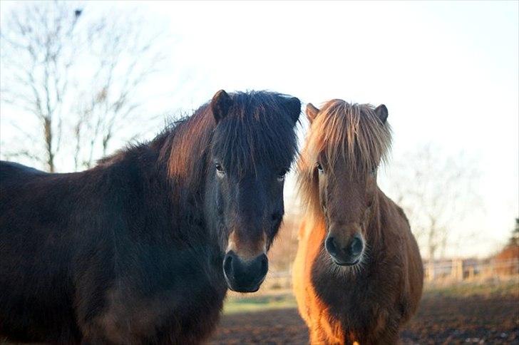 Islænder Gylfi fra økobo billede 7