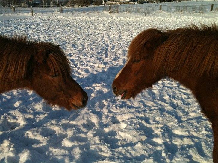 Islænder Gylfi fra økobo - mine to basser :-)  billede 8