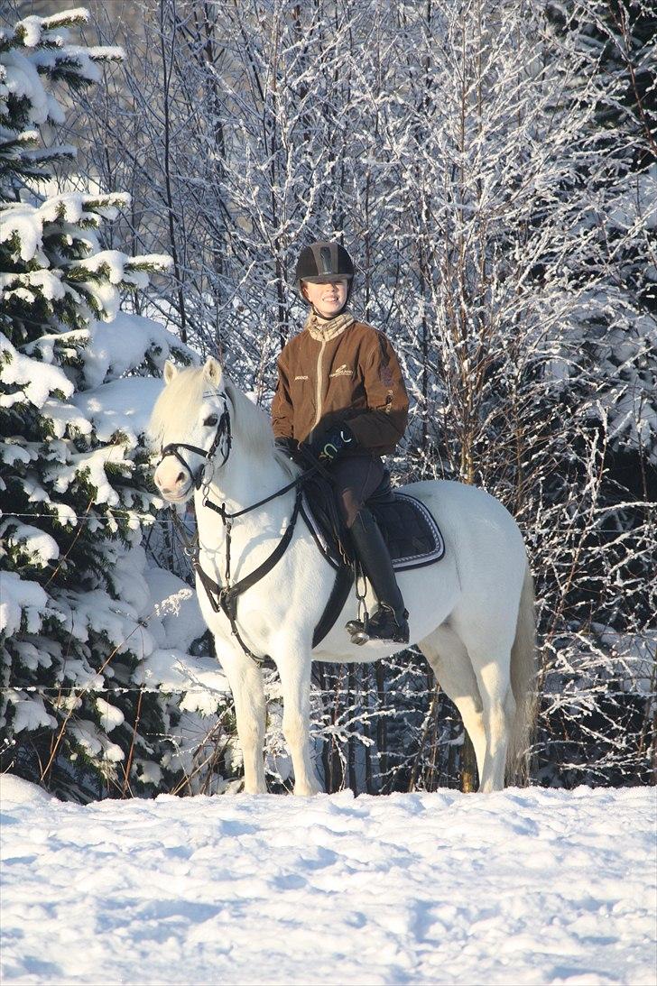 Welsh Mountain (sec A) Søndergårds Emil(solgt) billede 7