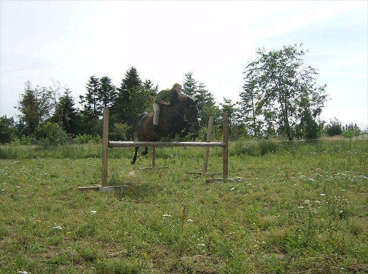 New Forest Faneth solgt!;( - sidste dag./; billede 15