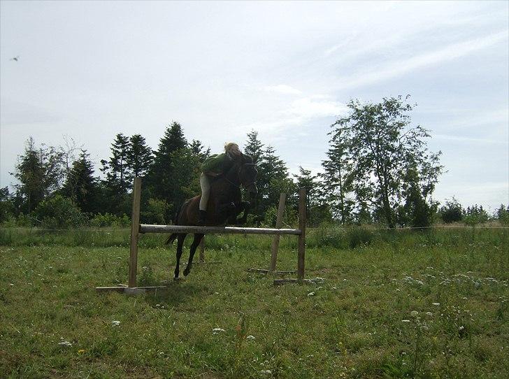 New Forest Faneth solgt!;( - stjernen, den sidste dag!/; billede 16