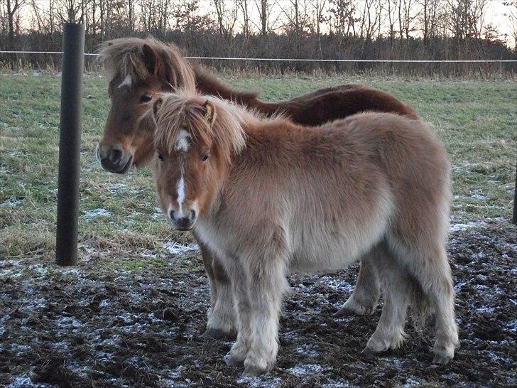 Shetlænder Østergårdens Sweet Sugar billede 17