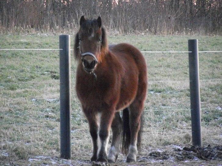DSP Bæklunds Maxi  billede 15