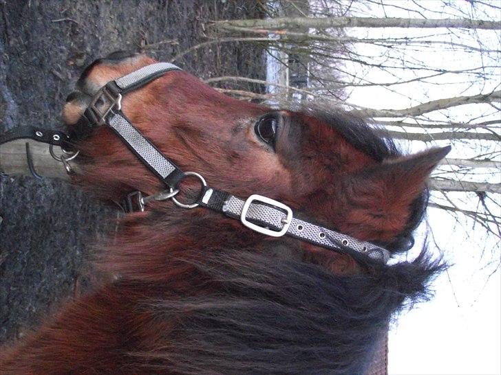 DSP Bæklunds Maxi  billede 16