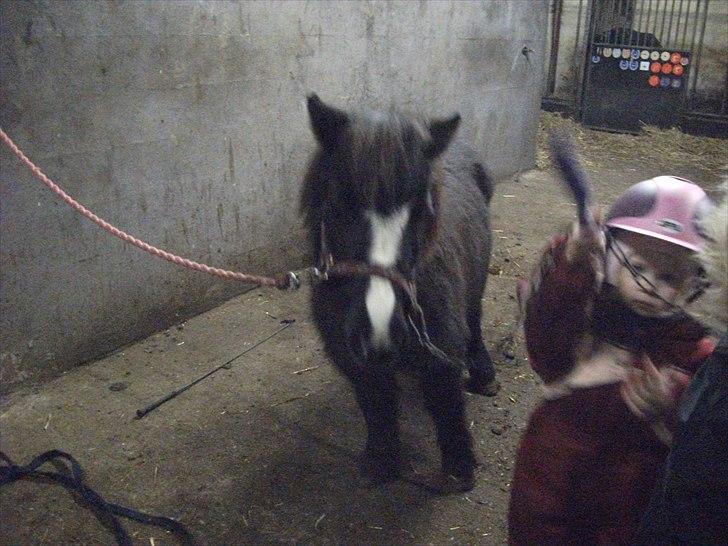 Shetlænder Bella - Hva laver du der...  billede 1