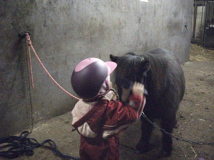 Shetlænder Bella - Er første gang hun står på gangen billede 2