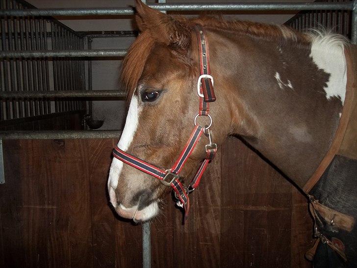 Pinto safri højgård billede 7