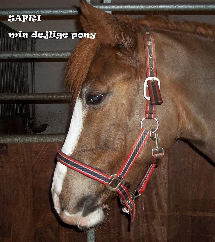 Pinto safri højgård billede 8