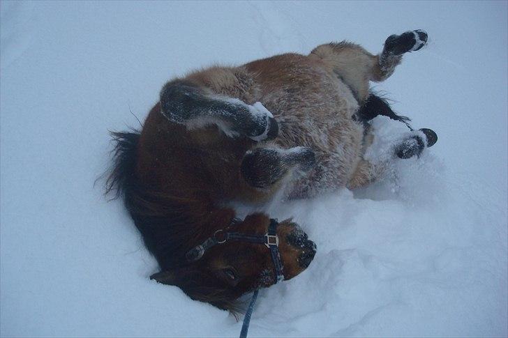 Gotlandsruss Hibiscus billede 11