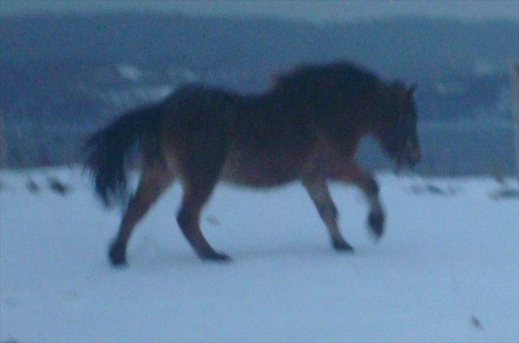 Gotlandsruss Hibiscus billede 12