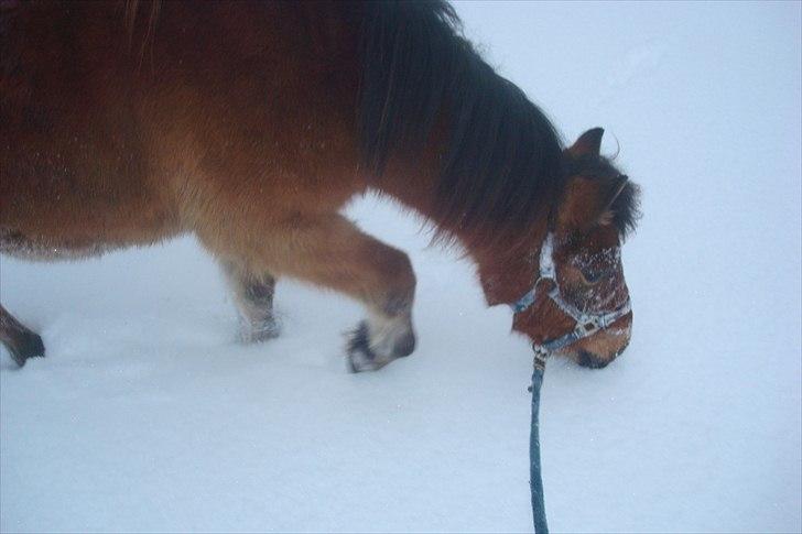 Gotlandsruss Hibiscus billede 13