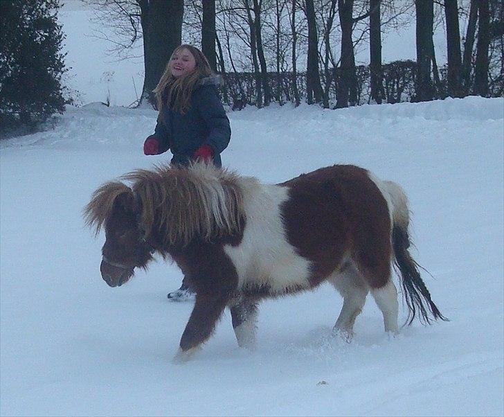 Shetlænder Zafir (solgt) billede 10