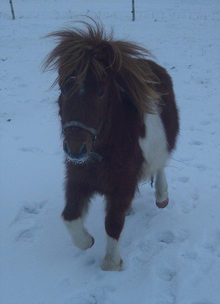 Shetlænder Zafir (solgt) billede 11
