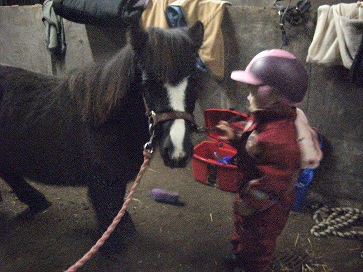 Shetlænder Bella - Bella og tulle billede 3
