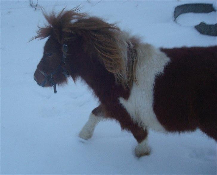 Shetlænder Zafir (solgt) billede 12