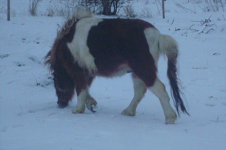 Shetlænder Zafir (solgt) billede 13