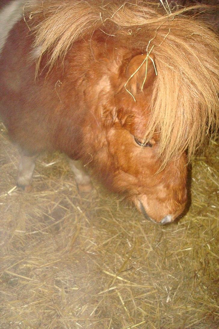 Shetlænder Zafir (solgt) billede 14