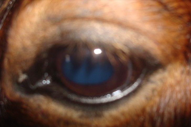 Islænder Moldi billede 1