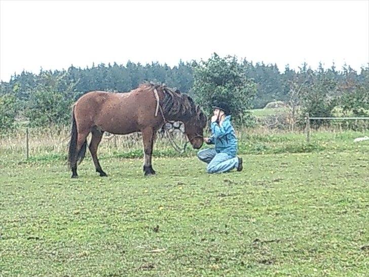 Islænder Moldi billede 6