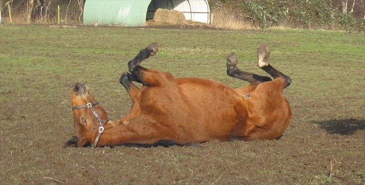 Dansk Varmblod Fredbo´s Impala - SAVNET - Deejlig mudder... billede 6