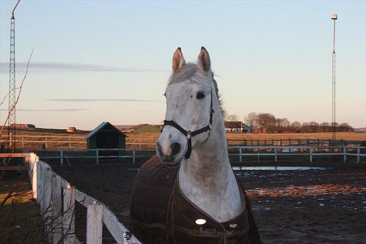 Lipizzaner Dragon - Min smukke dreng <3 januar 2011 billede 12