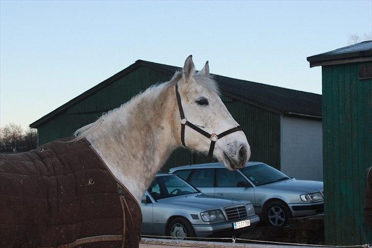 Lipizzaner Dragon - den vidunderlige!! januar 2011 billede 13