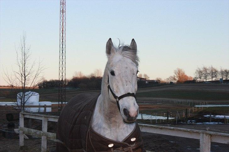 Lipizzaner Dragon - Venter på de andre skal komme ud til ham..  januar 2011 billede 14