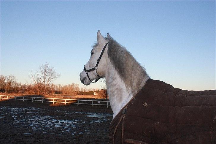 Lipizzaner Dragon - Han er bare en skønhed!! Januar 2011 billede 15