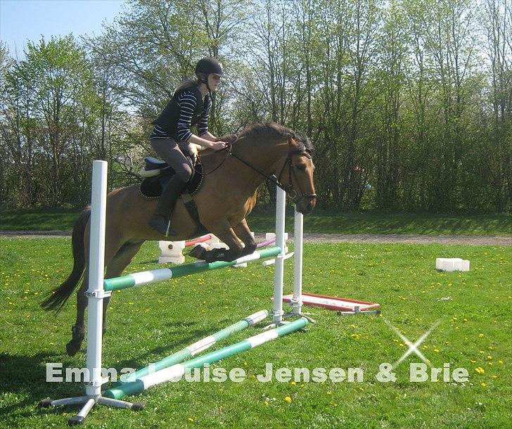 Anden særlig race Brie Marteyna -  Springer 90 på min dejlig hyp 24/4 :* <3 billede 7