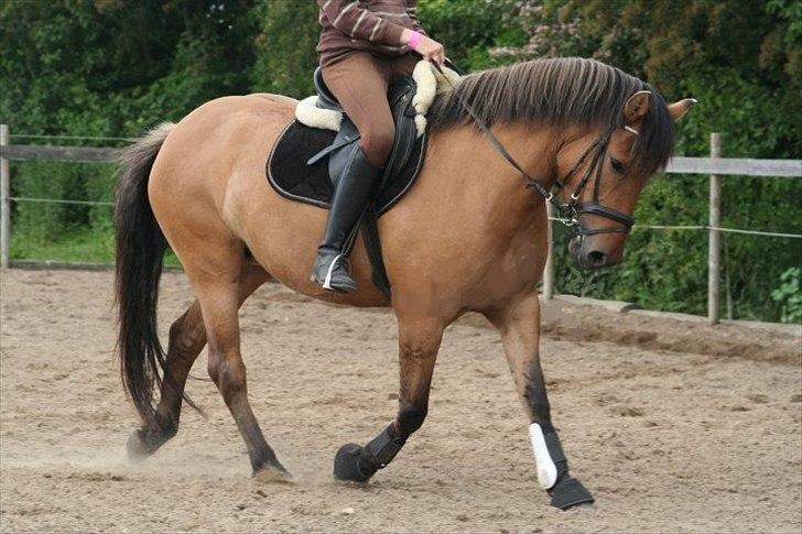 Anden særlig race Brie Marteyna - Dressur forår 2010 Brie med Mega lang man! :D billede 9