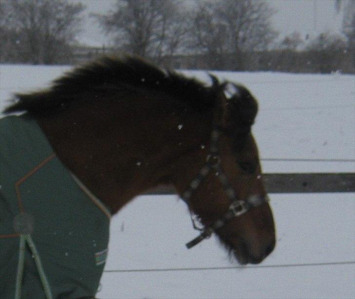 Anden særlig race Brie Marteyna - Brie i sne vinter 1011 billede 15
