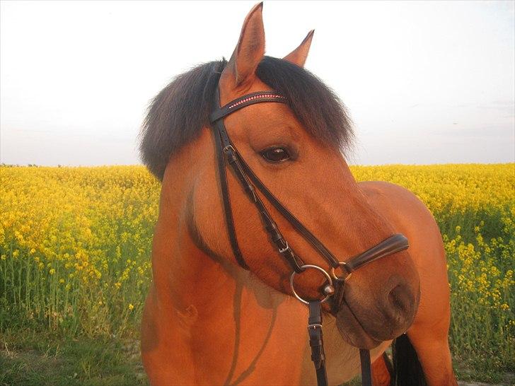 Anden særlig race Brie Marteyna - Elsker dig skat!:* 10/5 2011 <3 billede 12