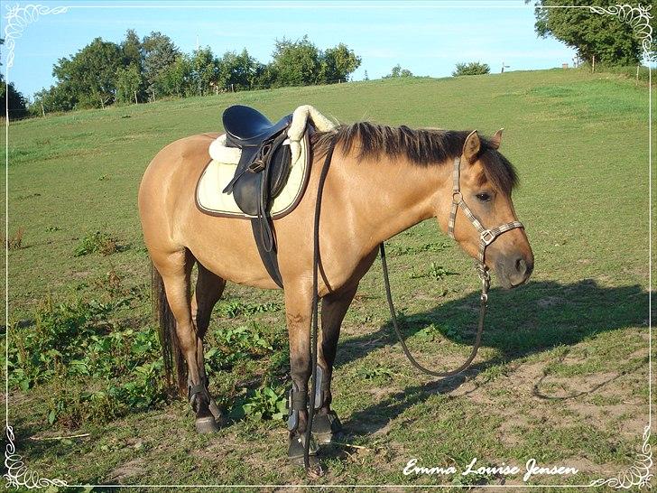 Anden særlig race Brie Marteyna - Fra sommer 2010 min smukke hyp :)  billede 13