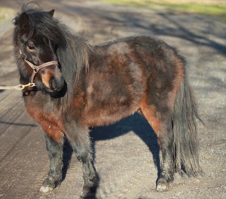 Anden særlig race Maccoy - Første gang jeg er ude og gå rundt med ham på ejen hånd :) billede 9