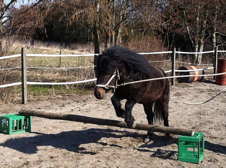 Anden særlig race Maccoy - Den lille mand prøver at hoppe for 1. gang :D billede 12