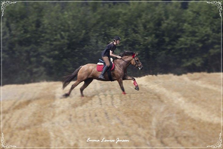 Anden særlig race Brie Marteyna - sommer 2010 på stubmark :D prof fotograf  billede 8
