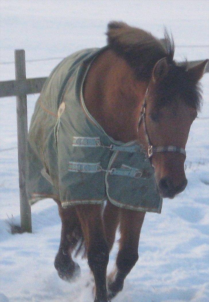 Anden særlig race Brie Marteyna - smukke Brie Marteyna; i vinter 2010 billede 14