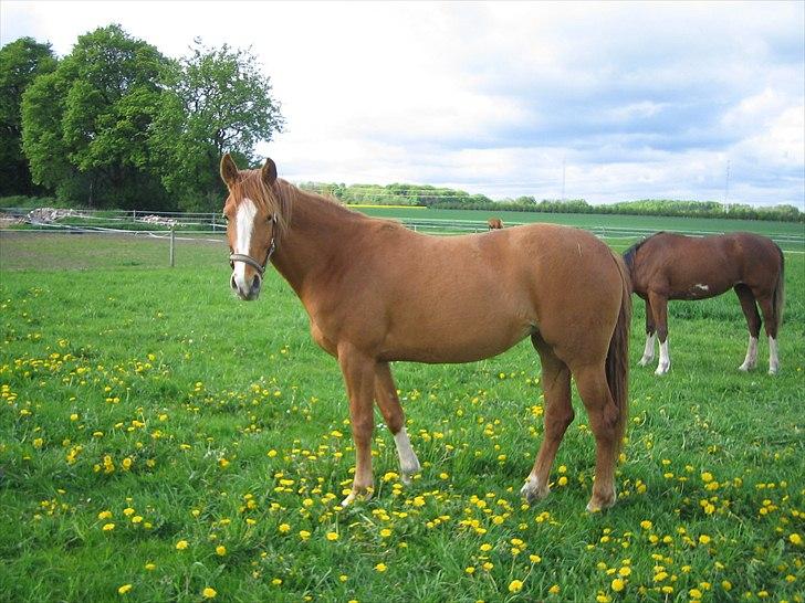 Dansk Varmblod La Marissa billede 1