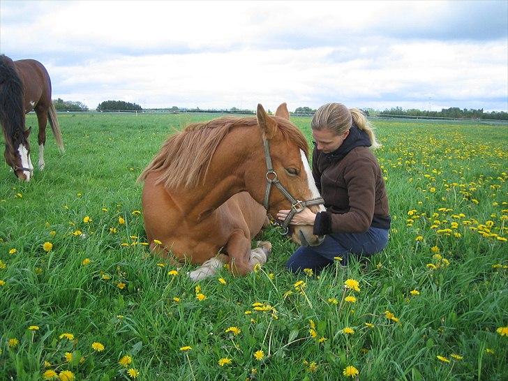 Dansk Varmblod La Marissa billede 2