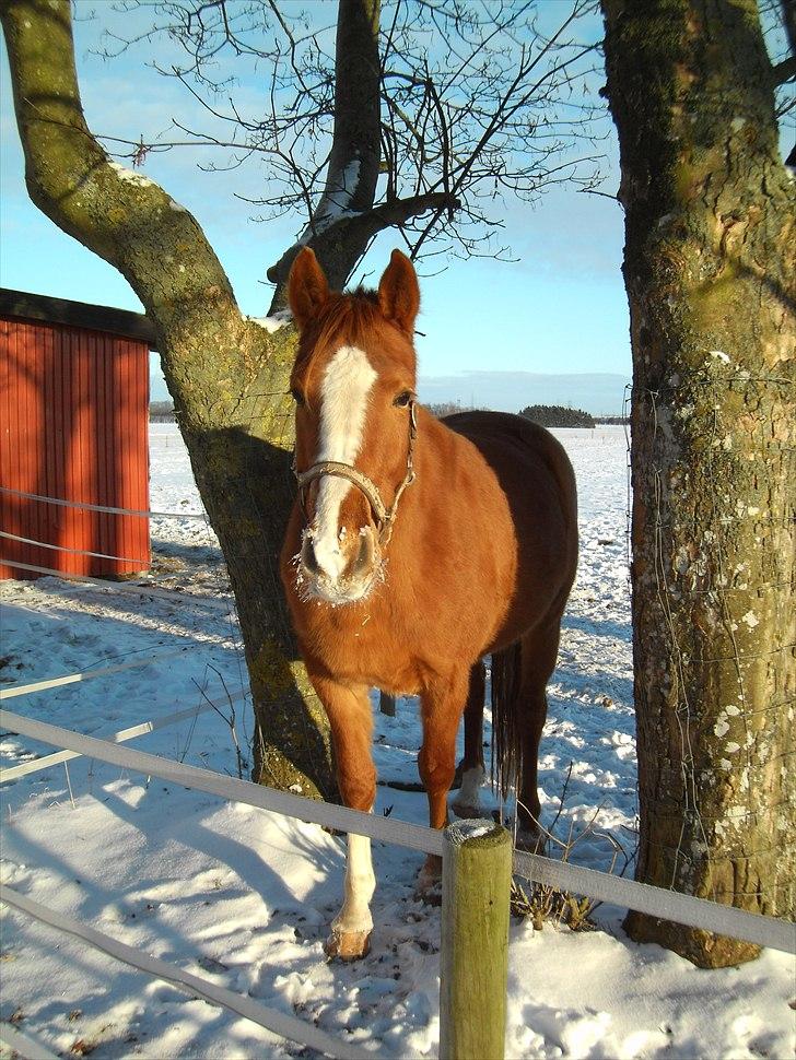 Dansk Varmblod La Marissa billede 3